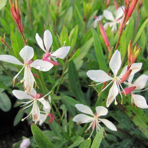 Whirling Wind Butterflies Perennial